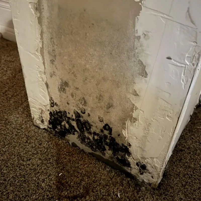 Professional Mold Removal in New Windsor, MD